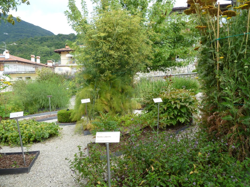 49-Mentha-piperita-giardino-botanico-dei-semplici-di-Brentonico-Rovereto-Centro-ricerca-piante-officinali-Belluno-Vittorio-Alberti-1024x768-1