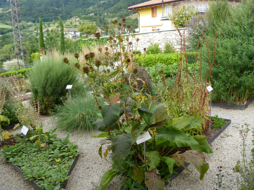 54-Inula-helenium-giardino-botanico-dei-semplici-di-Brentonico-Rovereto-Centro-ricerca-piante-officinali-Belluno-Vittorio-Alberti-1024x768-1