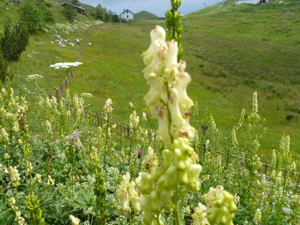 Aconitum-lycoctonum-subsp.-vulparia-giardino-Alpi-orientali-Nevegal-Belluno-Vittorio-Alberti